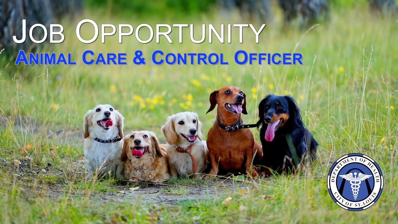 Job Opening - Animal Care & Control, City of St. Louis Department of Health  - YouTube