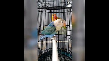 تغريد فيشر روووعة Love Bird Signing 