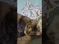 ¡chunchehumor10 está emitiendo en directo!,,#cat