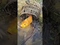 fishing fish in little dry water #fish #vairalvideo