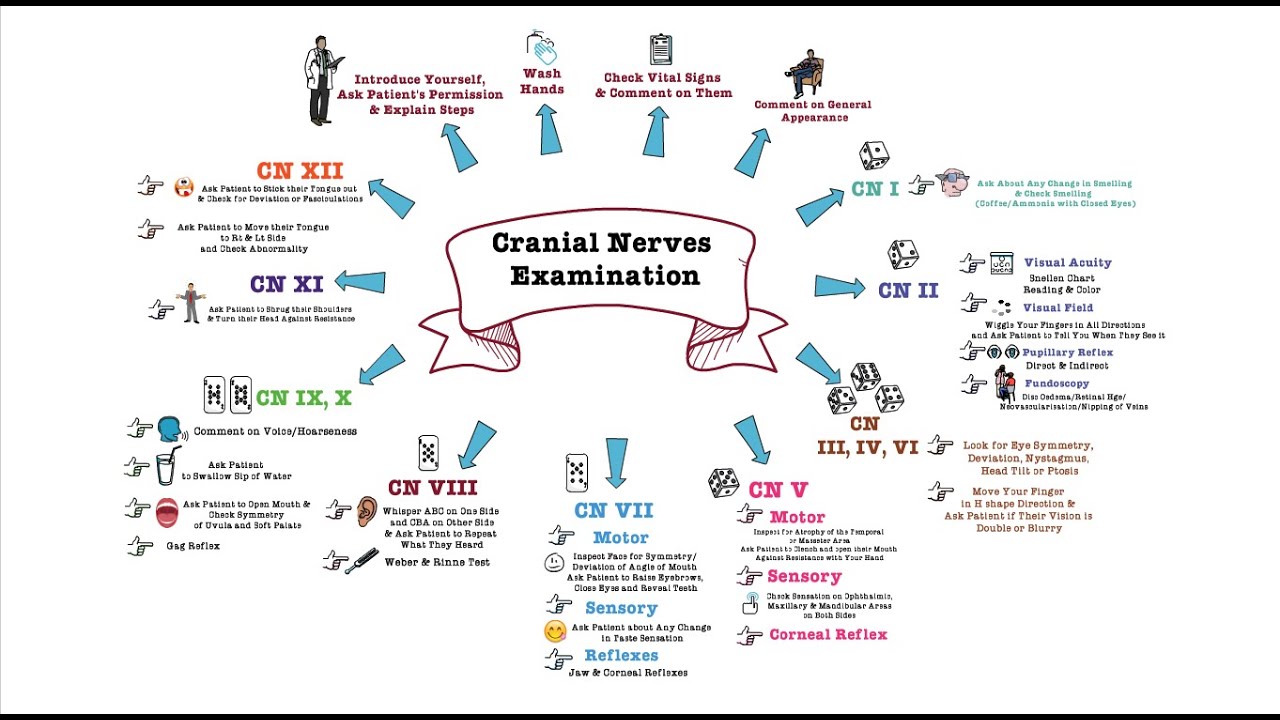 Cranial Nerves Examination Osce Youtube