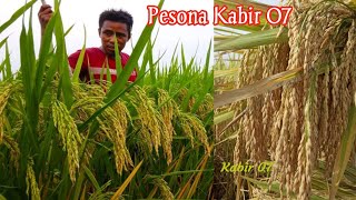 Padi Kabir 07 menakutkat kata petani, yook cek ada apa dengan padi ini