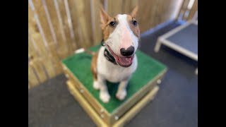 George  6 Month Old English Bull Terrier  Dog Training Omaha Nebraska, Off Leash Dog Training