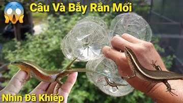 Thót Tim Lần Đầu Bắt Rắn Mối -Cố Gắng Cứu Những Chú Cua Con.Long Đen