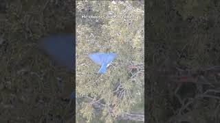 Mountain Bluebird Picking Juniper Berries