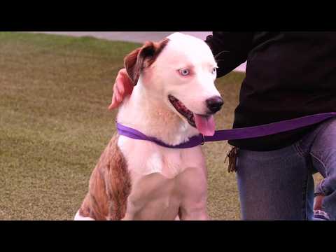 MCSO MASH Minute: Meet Loretta, dog rescued from neglect
