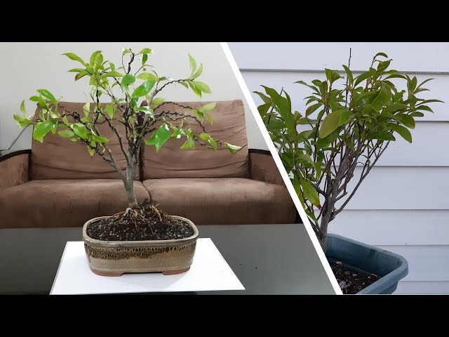 fuji bonsai Fuji Cherry 3 gal size -Prunus incisa 'Kojo no-mai' – Bella Bonsai Nursery main image 0