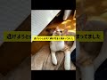 野良猫の日常。2025/11/27