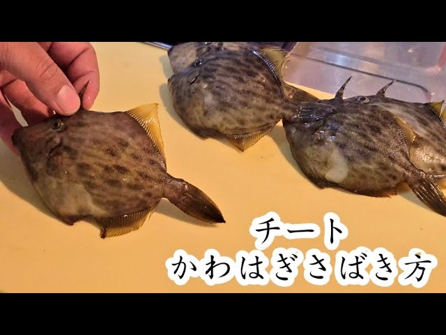 釣り人専用 チートで簡単なカワハギさばき方と刺身 ワッペン大漁に釣った時に 魚捌き初心者 Youtube 釣り人専用 チートで簡単なカワハギさばき方と刺身 ワッペン大漁に釣った時に 魚捌き初心者 Youtube