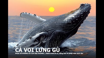🎵 CÁ VOI LƯNG GÙ – NHẠC SĨ KHỔNG LỒ CỦA ĐẠI DƯƠNG | Hành trình di cư, tiếng hát và phép màu sinh tồn