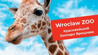 Зоопарк Вроцлава, Польша - Poland, Wroclaw ZOO