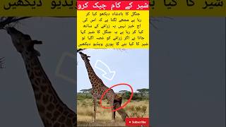 ‎Lion Attacks Giraffe! Most Brutal Hunt Ever 😱#shorts