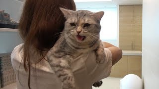 Cats Got Surprised Because Of Thunder! (ENG SUB)