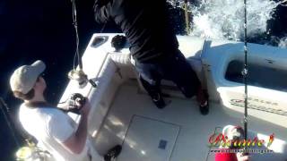 Yellow fin Tuna fishing in Cabo San  Lucas aboard the Salsa