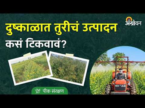 Tur Care in Drought: दुष्काळात तुरीला कोणत्या फवारण्या कराव्या? | Agrowon