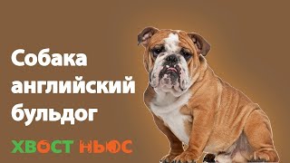 Английский бульдог: все о породе