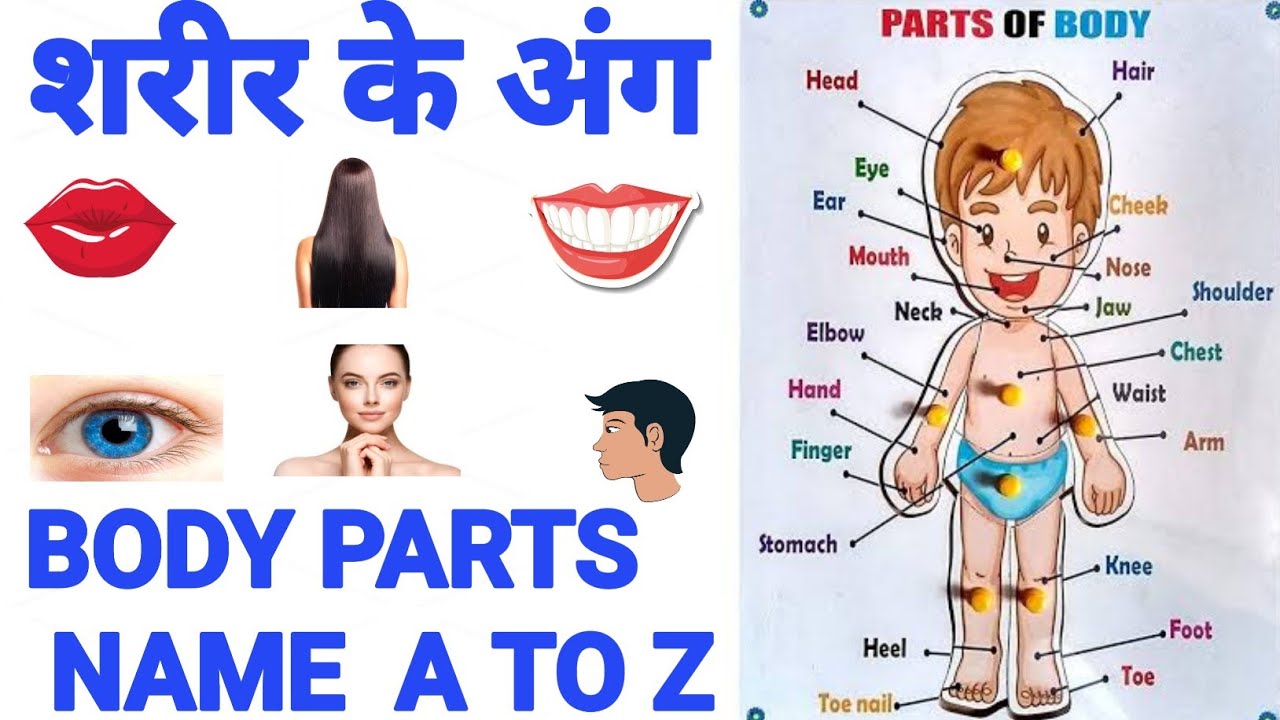 human-body-parts-name-hindi-english-with-picture-name