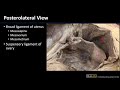 Peritoneum - Dissection Supplement