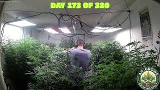 TECHNO TRANCE  - INCREDIBLE PLANTS (MEGAMIX)