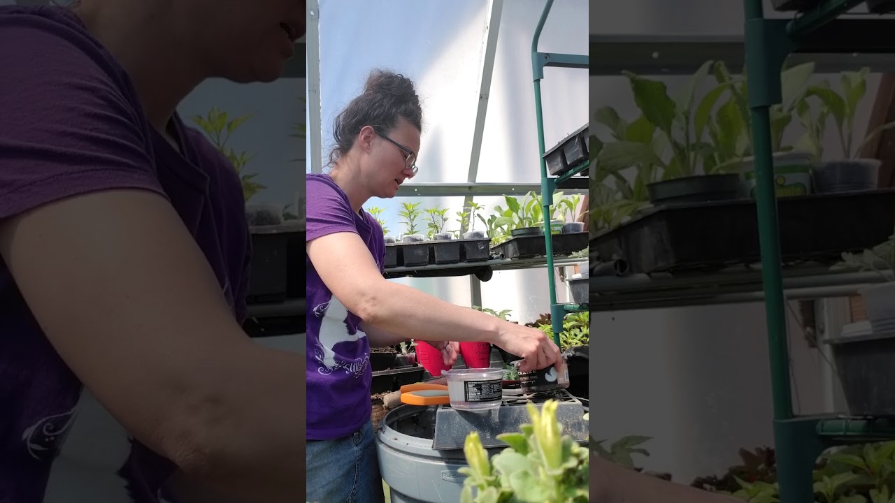 Rooting Verbena Cuttings