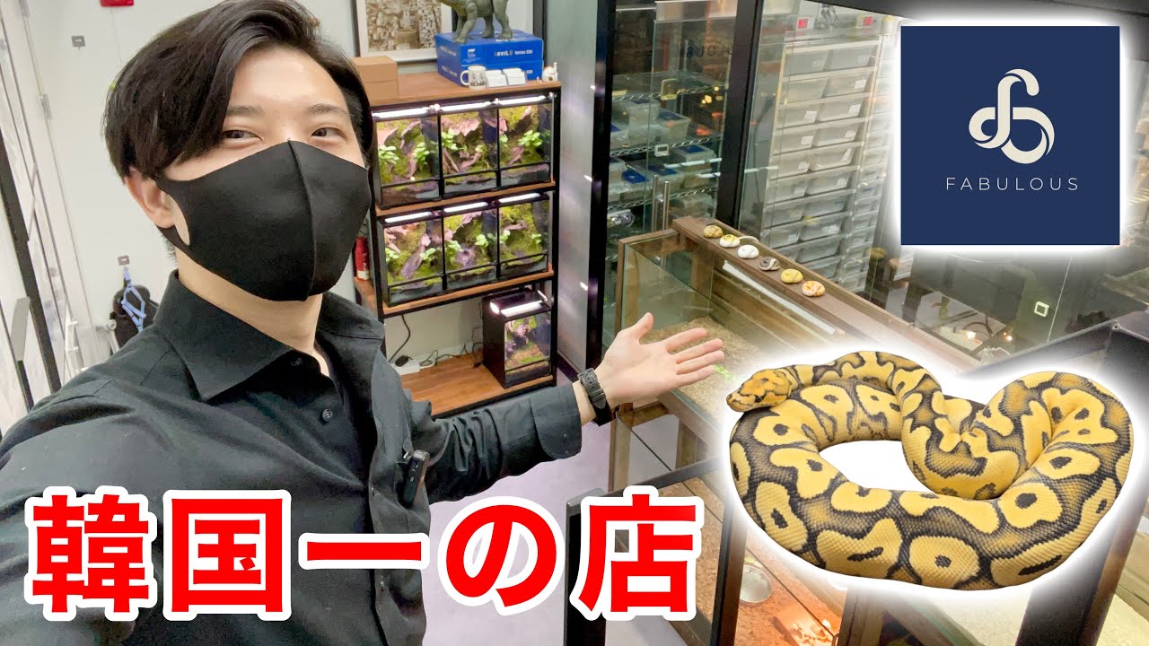 韓国で1番ボールパイソンで有名な爬虫類ショップに行ったら凄いのはそれだけじゃなかった...【FABULOUS｜爬虫類ショップ】