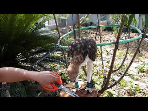 Video Nuôi 2 em Đại Bàng Ưng tốn kém bao nhiêu, phải cho nó... - youtube
