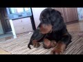 Gordon setter puppy Geldie and fly 20.07.2013 の動画、YouTube動画。