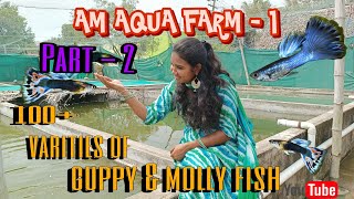 Angel Ramrise fish lam ipdi tha breeding panuma AM Aqua farm part2| Angel | Ramrise| kolathur farm