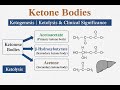 Ketone Bodies | Ketogenesis, Ketolysis & Clinical Significance | Biochemistry Lecture
