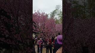 Publication Date: 2026-01-30 | Video Title: 2026_01_30 #河津櫻 #安景街花園 路德會梁鉅鏐小