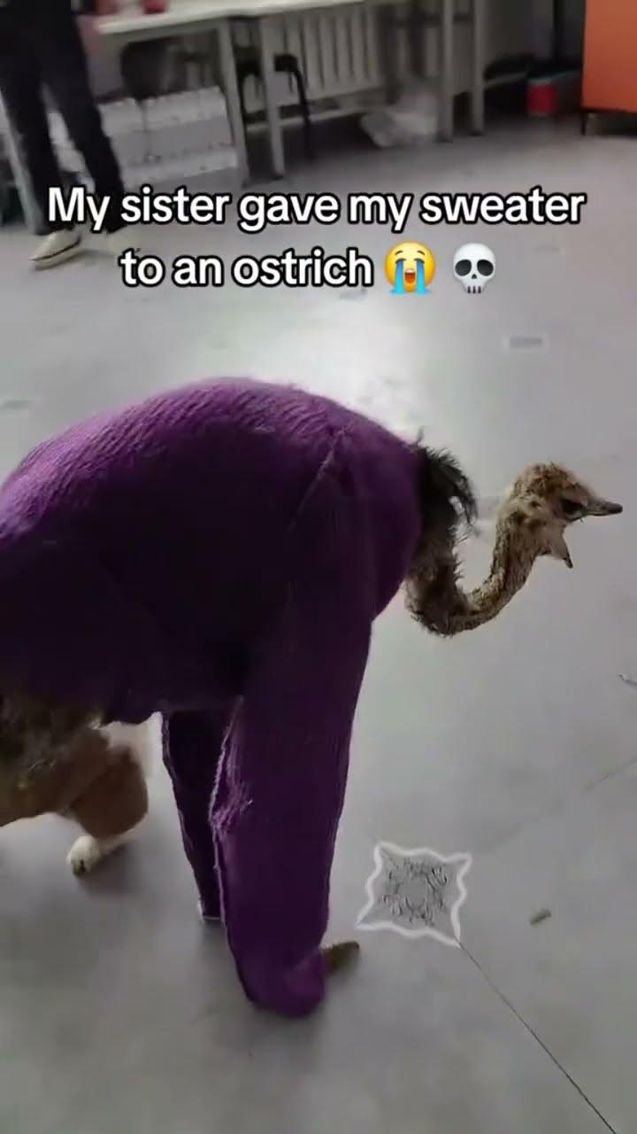 Ostrich got put in the sweater they like Utah I love y’all