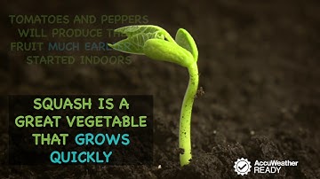 What can you plant after the last frost date?