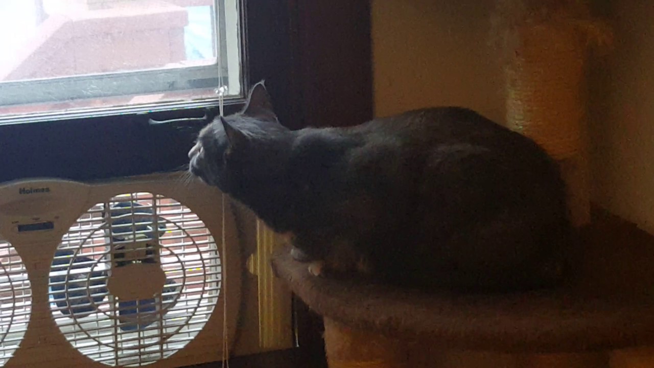 Cat chattering YouTube