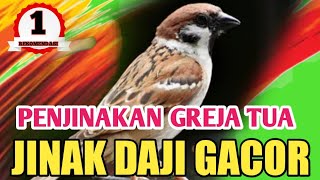 CARA MENJINAKKAN BURUNG GEREJA DEWASA