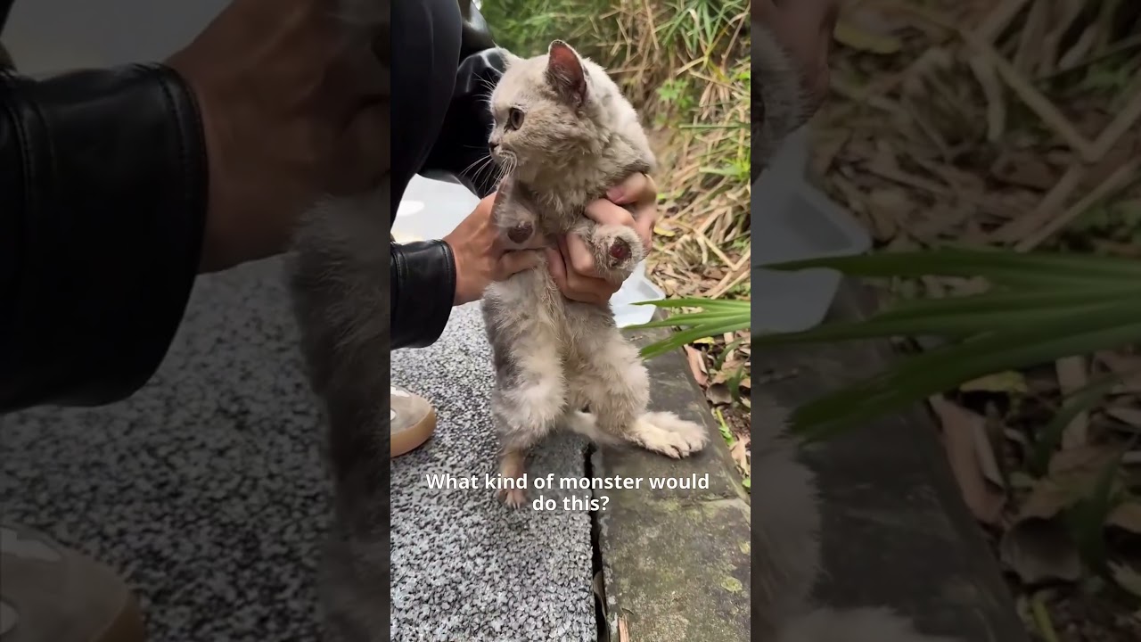 Спасаем бедного маленького котенка. 