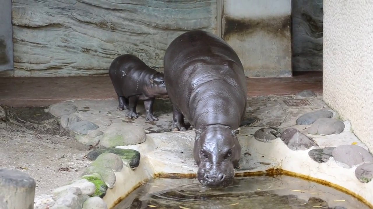 コビトカバの赤ちゃん 上野動物園 Youtube