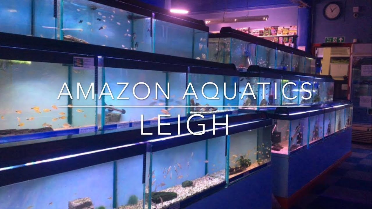 Amazon Aquatics Leigh YouTube