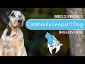 Catahoula Leopard Dog Breed, Temperament & Training