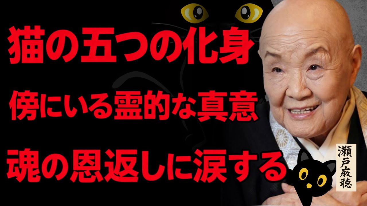 猫の五つの化身！飼い主の傍にいる霊的な理由と慈愛の恩返し│瀬戸内寂聴 [朗読] [心の処方箋]