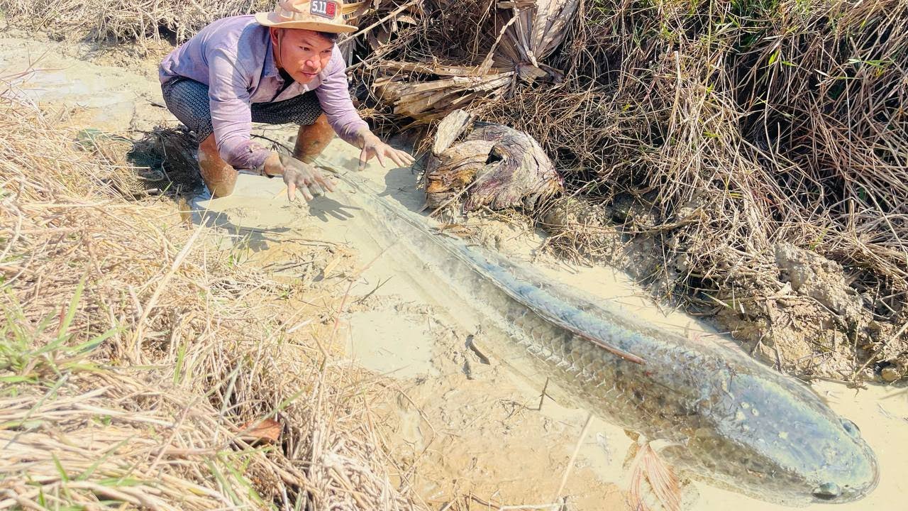 Traditional fishing in rural areas, plenty of fish is good for cows🐬