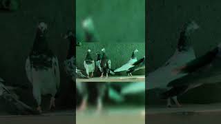 Teddy Kabootar Short Video teddykabootar pigeon kabutarstatuskabutarbazi youtubeshortsviral