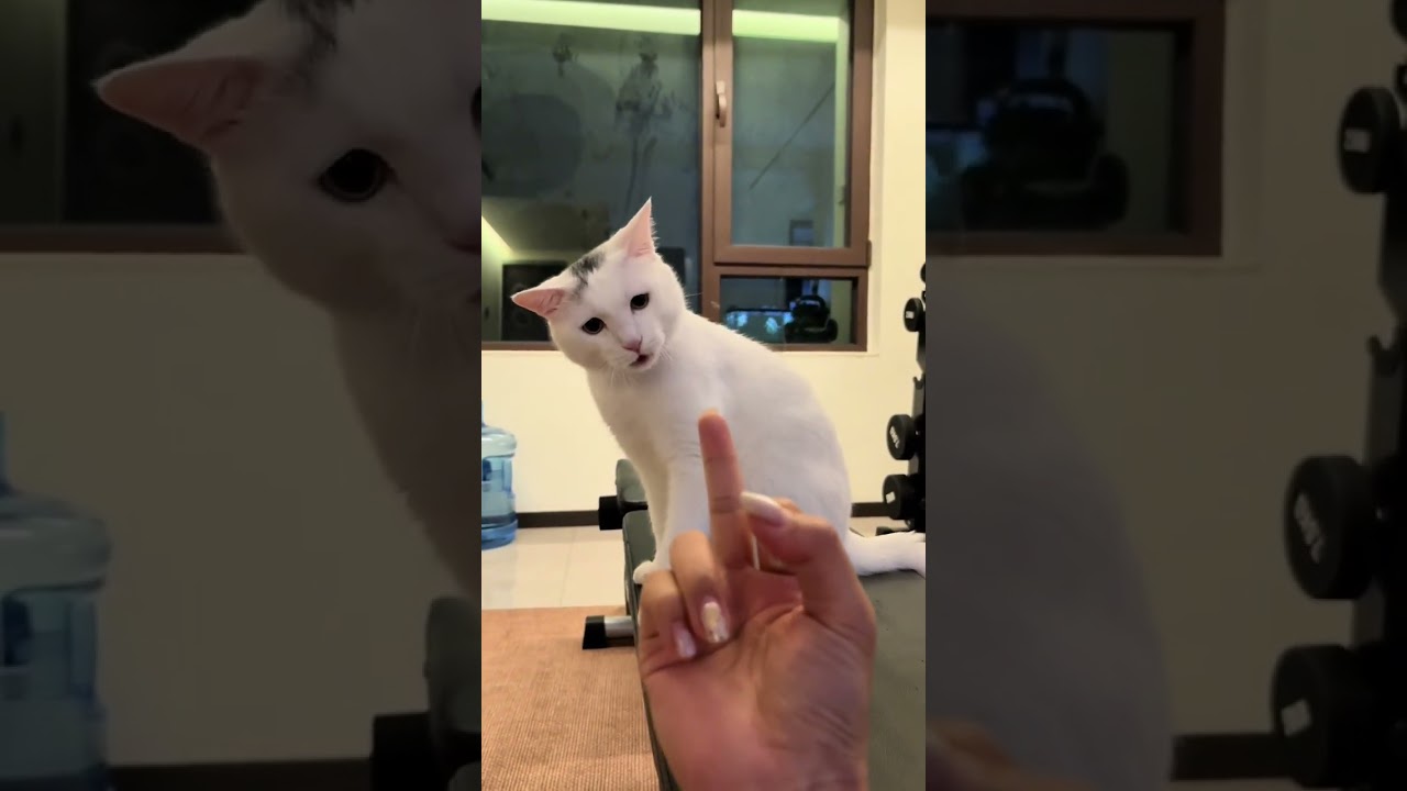 Cat smacks man’s hand after rude gesture in Hebei, China