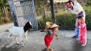 Mom & Yen Nhi Surprised Unbelievable When Cutis Buy Goat Take Home!