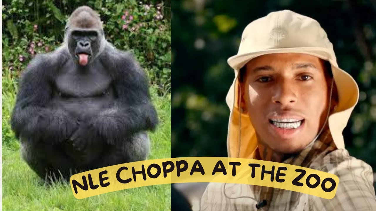 i took @NLE choppa to the zoo for a free music video 😂🔥 RESULTS