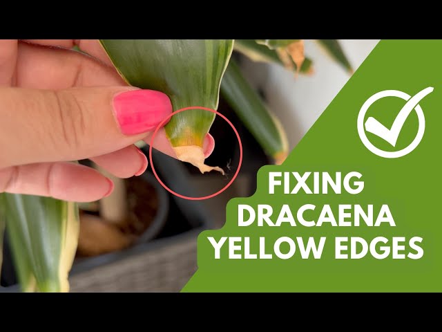 Fixing Yellow & Brown Edges on Dracaena Plants: Simple Tips & Care Tricks -  YouTube