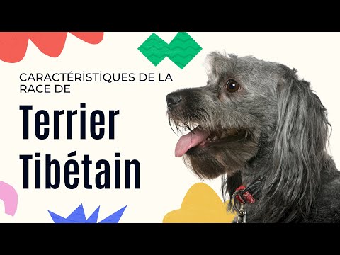 Vidéo: Race De Chien Terrier Tibétain Hypoallergénique, Santé Et Durée De Vie