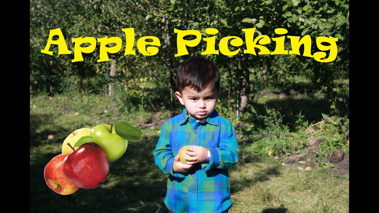 Finally showing you APPLE PICKING All Seasons Orchard Illinois 