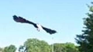 Rehabilitated Bald Eagle Released into the Wild (AEF)