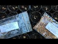 Reforesting The Ranch Part 6: Sprouting Seeds