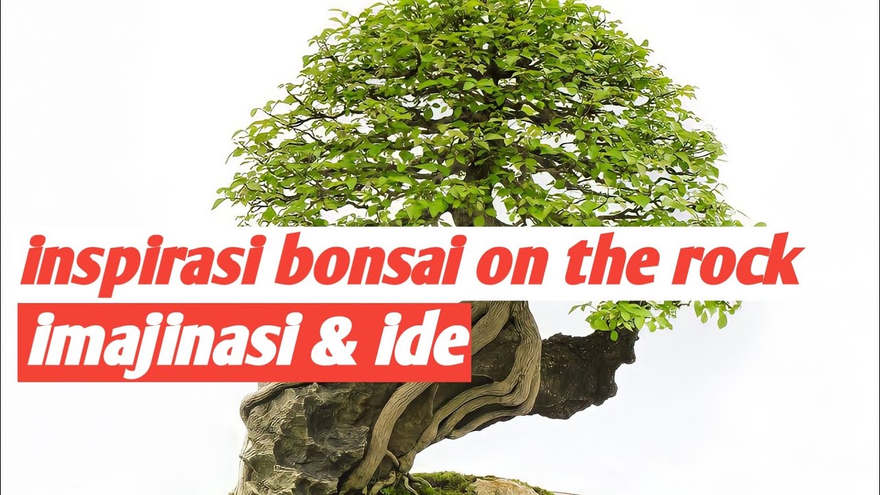 inspirasi bonsai on the rock/di atas batu